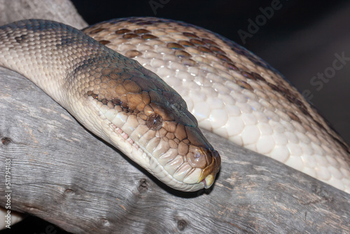Close up of Australian Scrub Python photo
