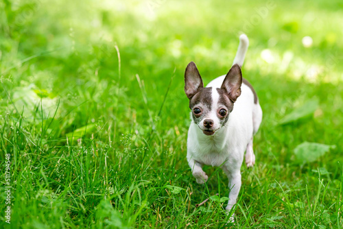 Chihuahua Alone Green Grass Walks and Looks at Camera with Paw Up