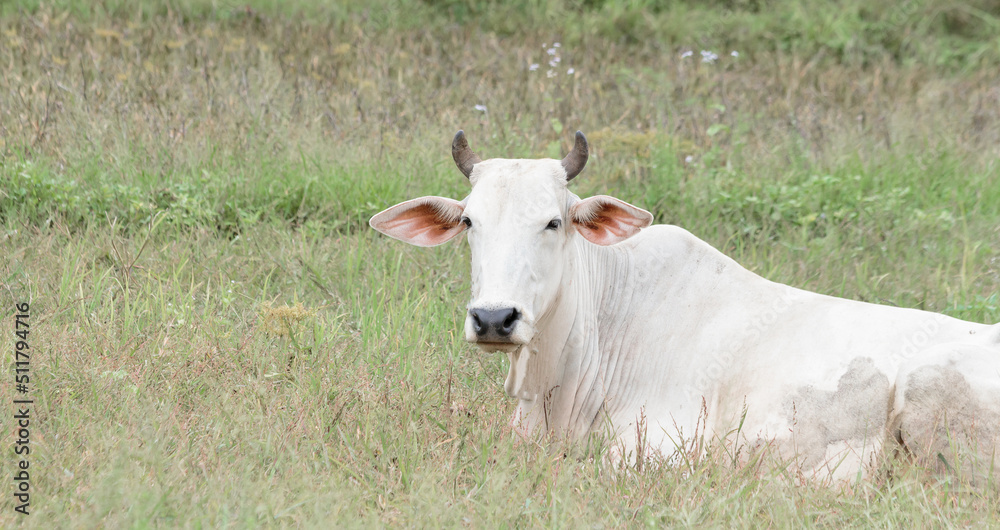 white cow lying on the grass