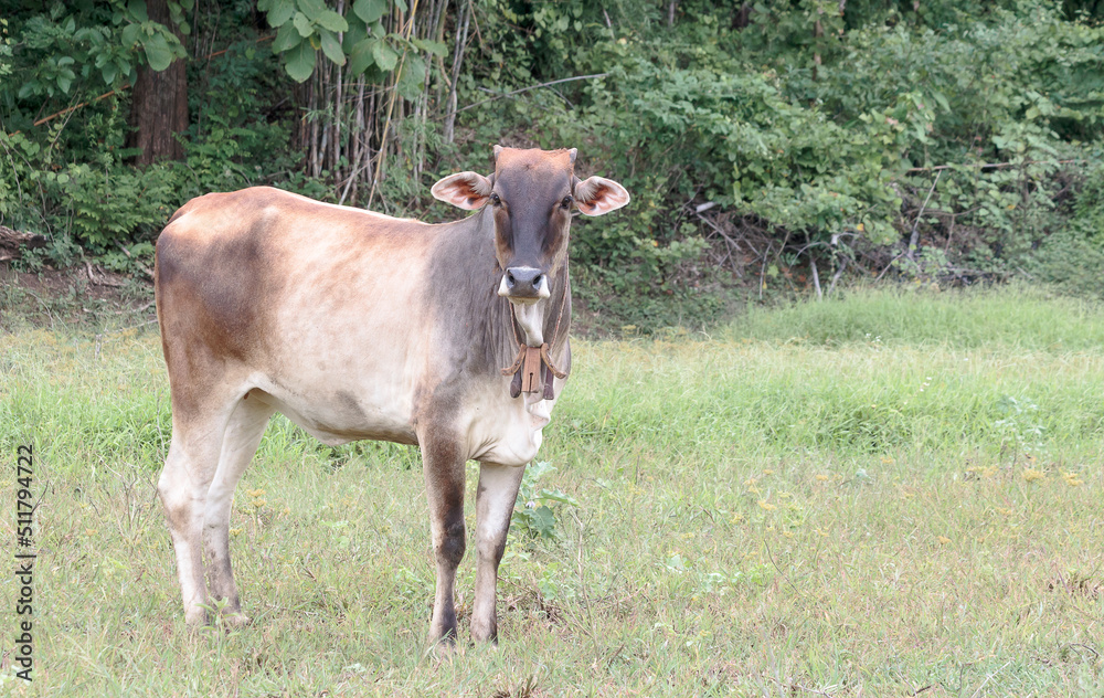 young cow standing on the meadow young cow standing on the meadow