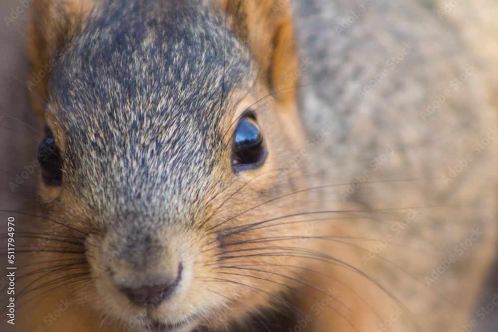 Obraz premium Close up of squirrel