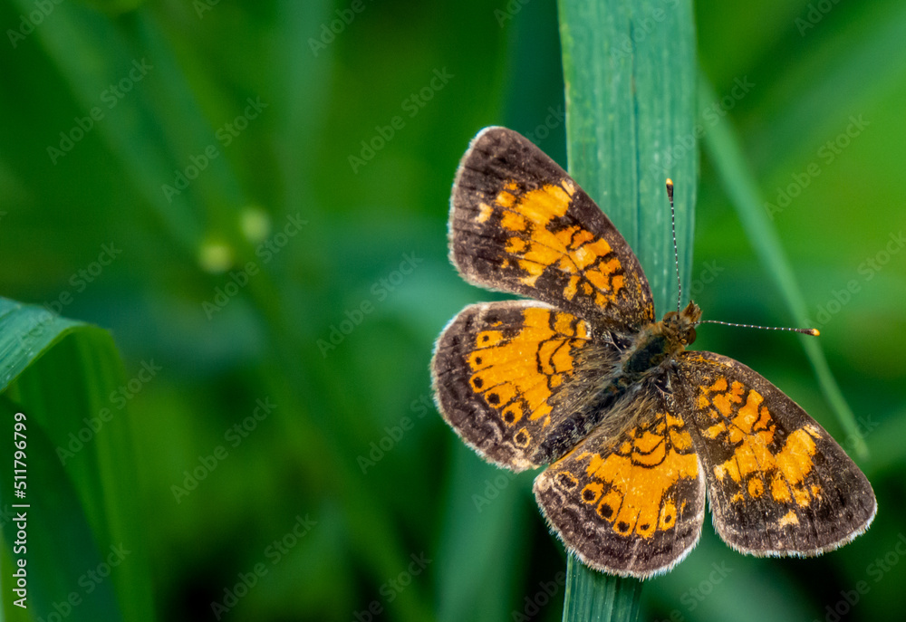 Fototapeta premium Close-up of a orange and brown brush-footed butterfly that is resting on a blade of grass in the forest on a warm sunny day in June with a blurred green background.