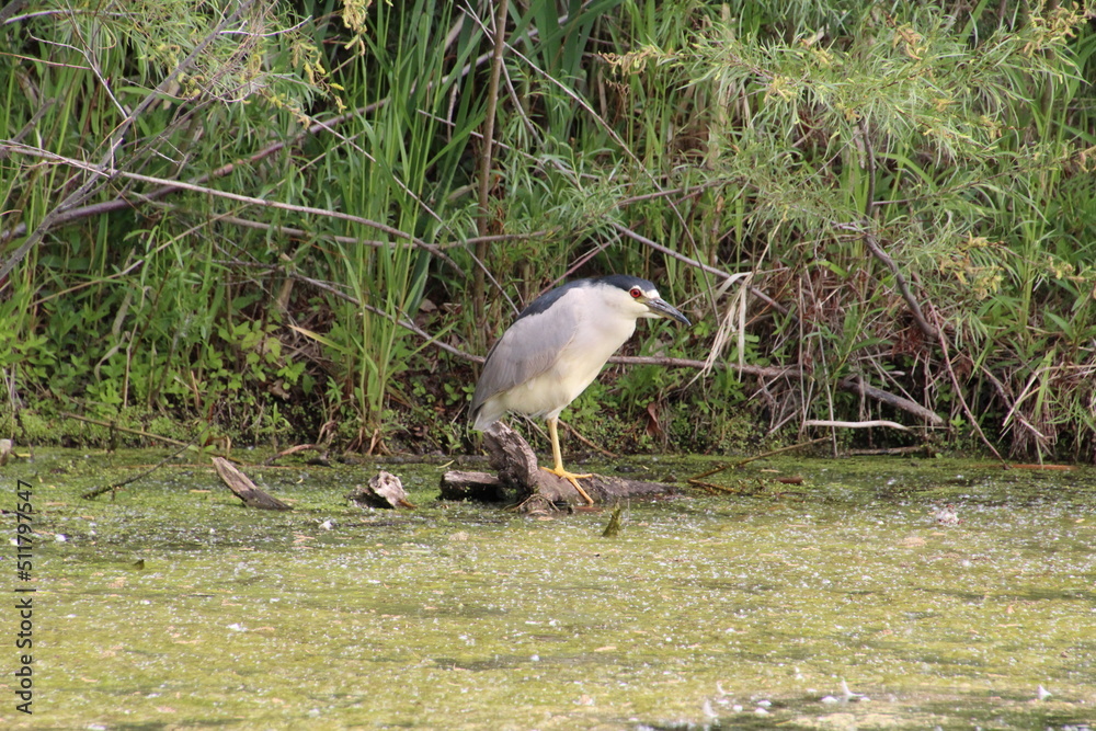 Night Crowned Heron In The Wetlands, Pylypow Wetlands, Edmonton, Alberta Night Crowned Heron In The Wetlands, Pylypow Wetlands, Edmonton, Alberta