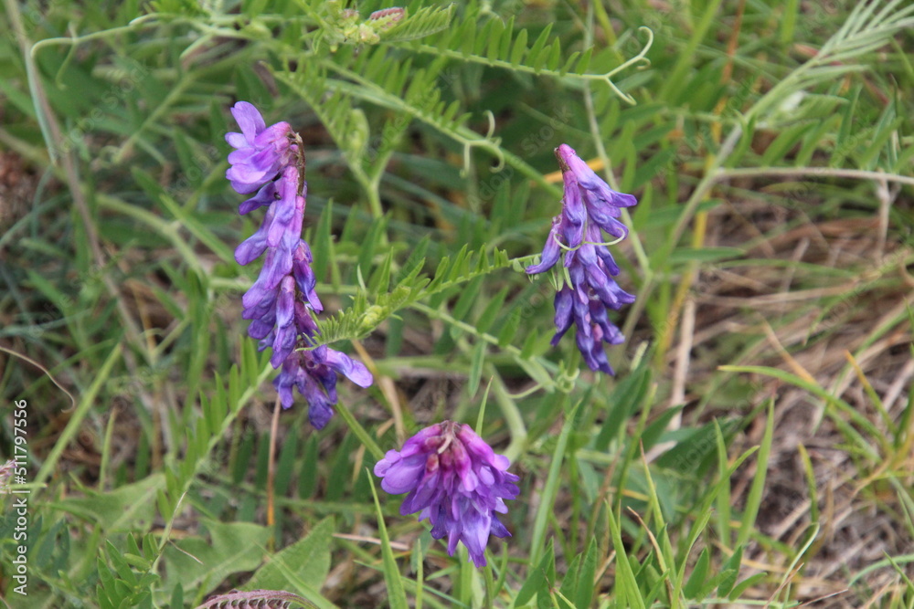 flowers in the wind, Pylypow Wetlands, Edmonton, Alberta flowers in the wind, Pylypow Wetlands, Edmonton, Alberta