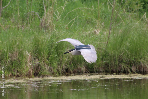 Heron In Flight, Pylypow Wetlands, Edmonton, Alberta