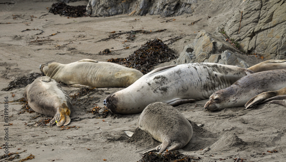 Fototapeta premium Lounging Elephant Seals