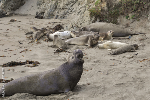 Elephant Seals on the Beach