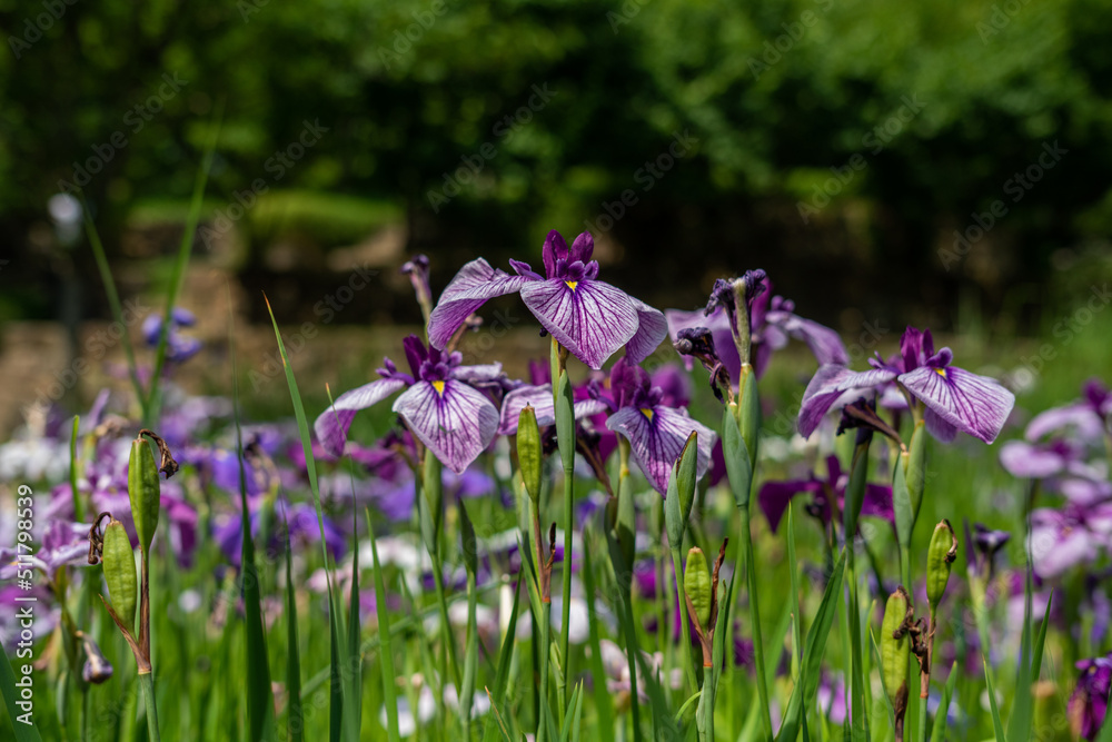 花菖蒲