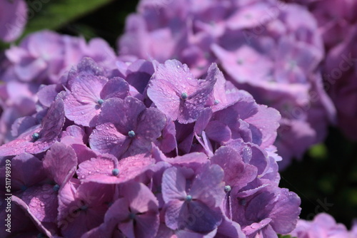 This blooming hydrangea looks so pretty