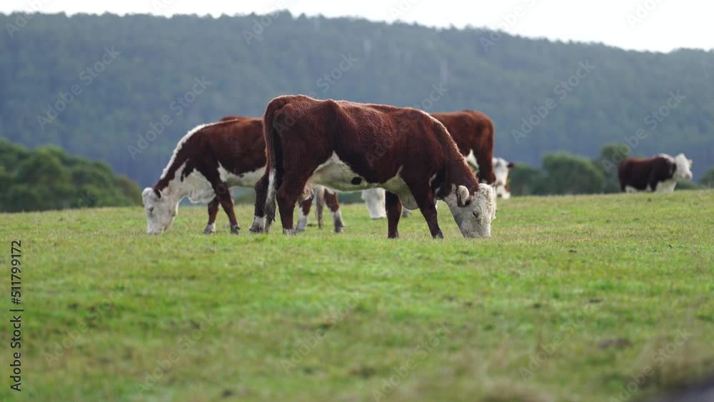 fat beautiful cows eating grass in a field on a farm producing sustainable food and health meat, herd of cattle grazing on pasture. farming cows in the australian agriculture fat beautiful cows eating grass in a field on a farm producing sustainable food and health meat, herd of cattle grazing on pasture. farming cows in the australian agriculture