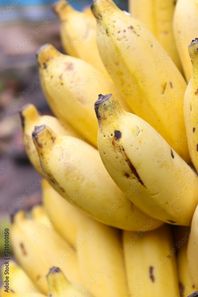 ripe banana bunch stock on shop ripe banana bunch stock on shop