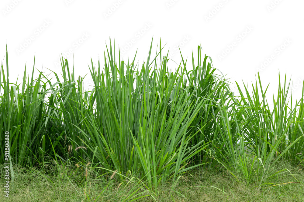Obraz premium Green grass isolated on white background.