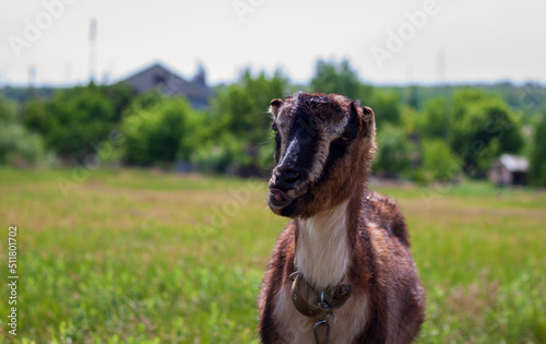 Photo of a goat on a green natural background