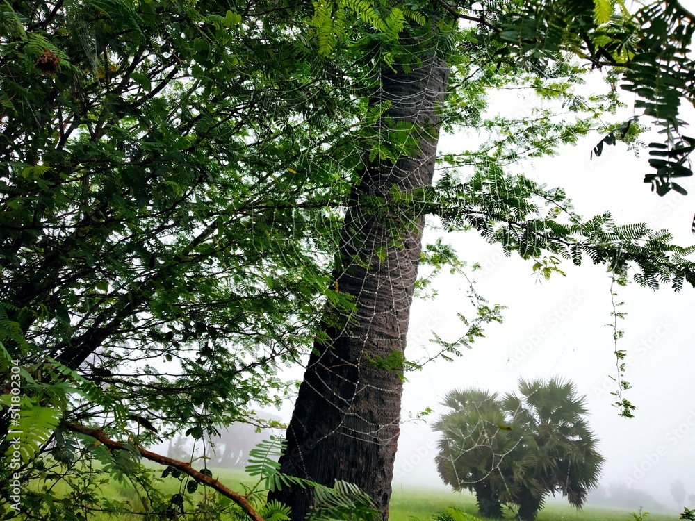 Fototapeta premium trees in the forest
