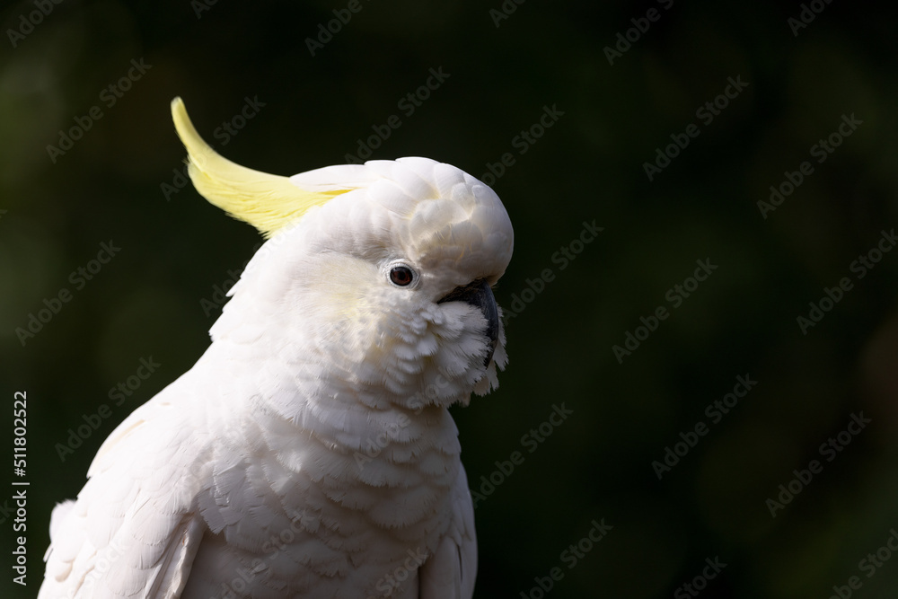 Sulphur-crested Cockatoo portrait at rest Sulphur-crested Cockatoo portrait at rest