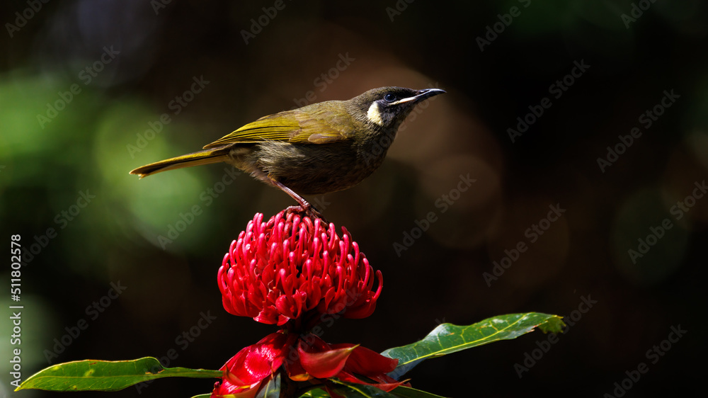 Obraz premium Lewin's Honeyeater on a waratah flower