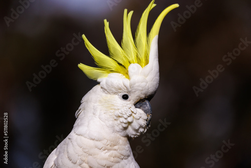 Sulphur-crested Cockatoo with crest raised photo