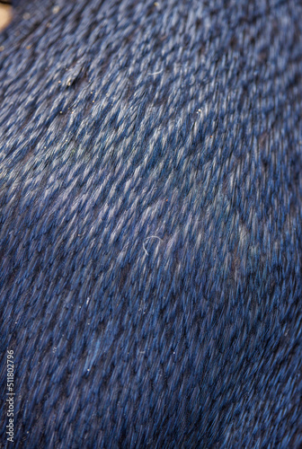 Little Penguin feathers texture