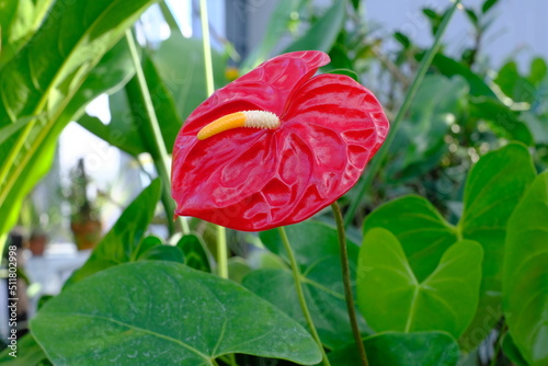 Anthurium andreanum in the botanical garden photo