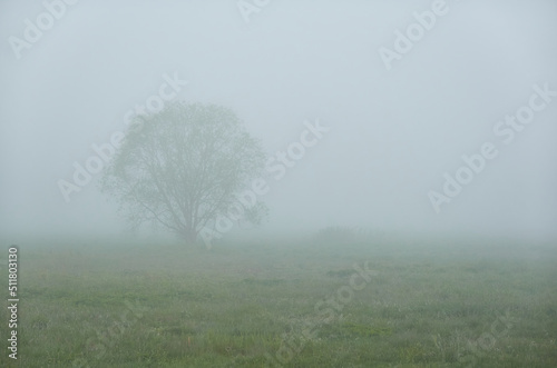 Photos Green forest lawn (meadow) in a fog at sunrise