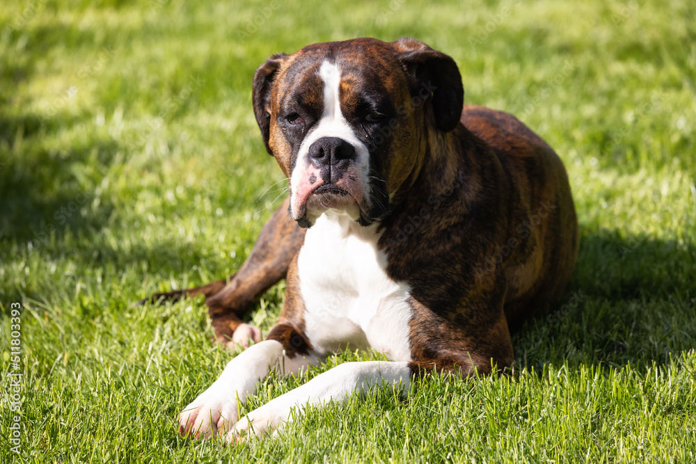 Adorable Boxer Dog relaxing on grass outside. Sunny day