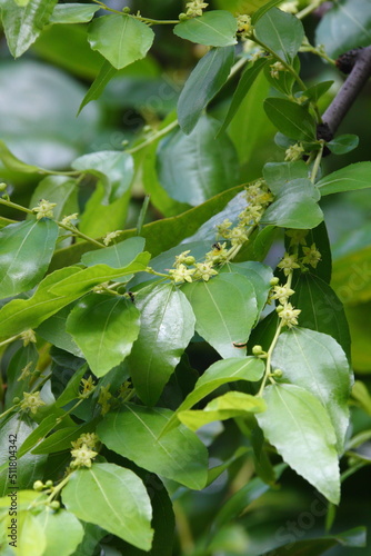 ナツメの花02 photo