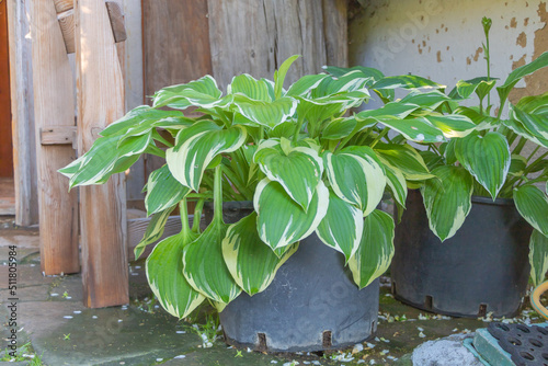 Close up shot of Hosta plantaginea plant or August lily - Ornamental plant for garden photo