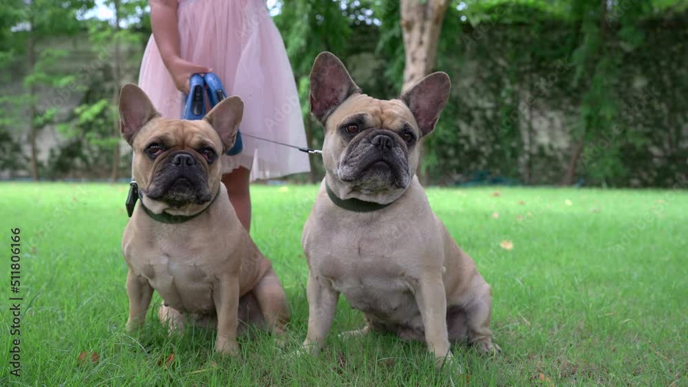 Girl Holding Leash Of Two French Bulldog At Garden In Summer. Girl Holding Leash Of Two French Bulldog At Garden In Summer.