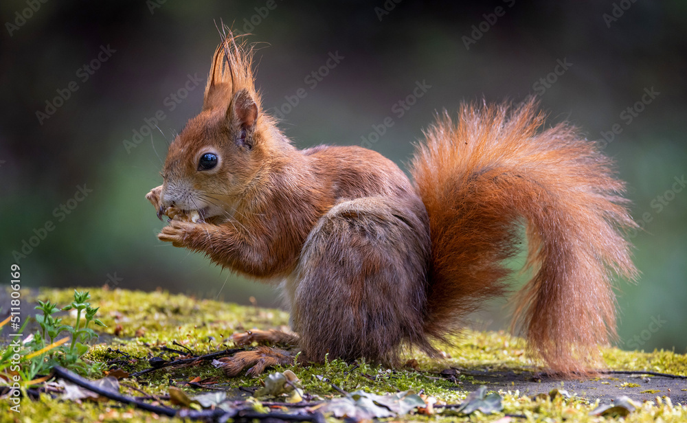 Eichhörnchen Eichhörnchen