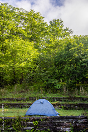                      Camping in the early summer forest 