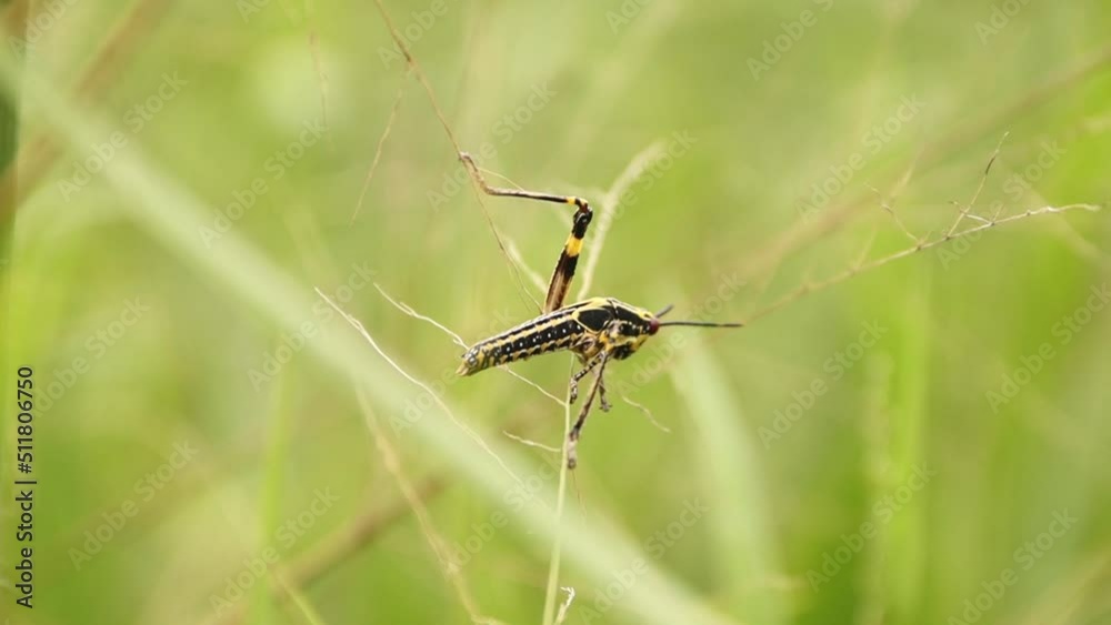 Close up of a grasshopper moving on a flower Close up of a grasshopper moving on a flower