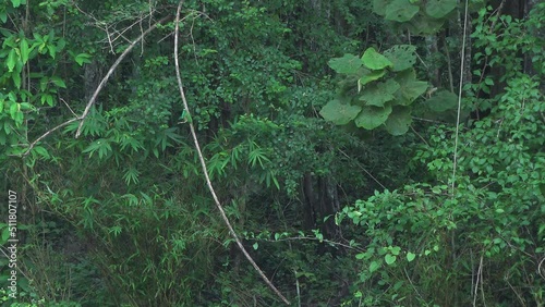 A Blue-Bearded Bee-Eater (Nyctyornis athertoni) hunts for butterflies from it's perch on a jungle vine. Filmed in Kaeng Krachan National Park, Thailand. photo