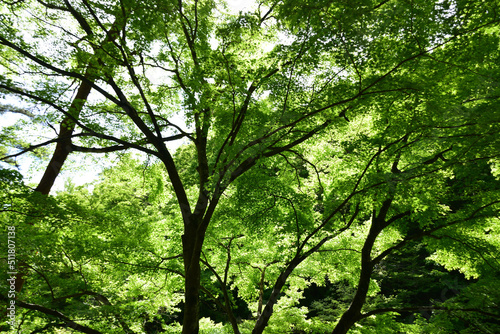 緑の木々 © LEPANNEAU