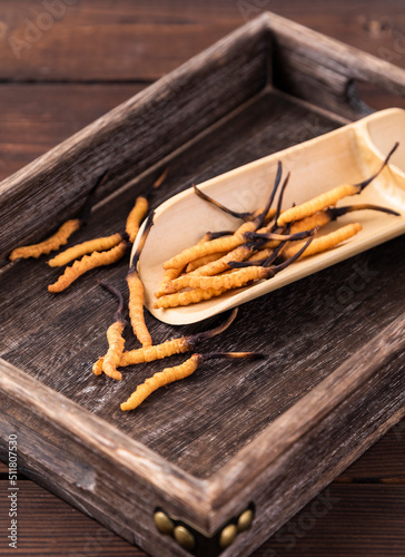 Photography of cordyceps sinensis, a nourishing Chinese herb