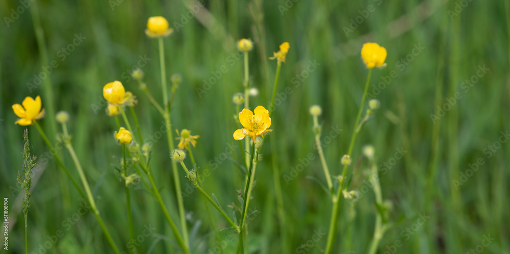 Fototapeta premium Backgrounds, blur grassy flowers. Vintage background little flowers, nature beautiful, toning design spring nature, sun plants. Flower field.
