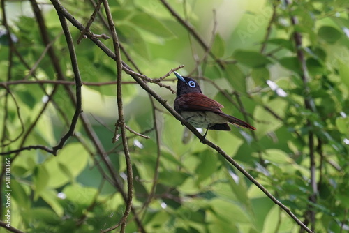 japanese paradise flycatcher on a branch