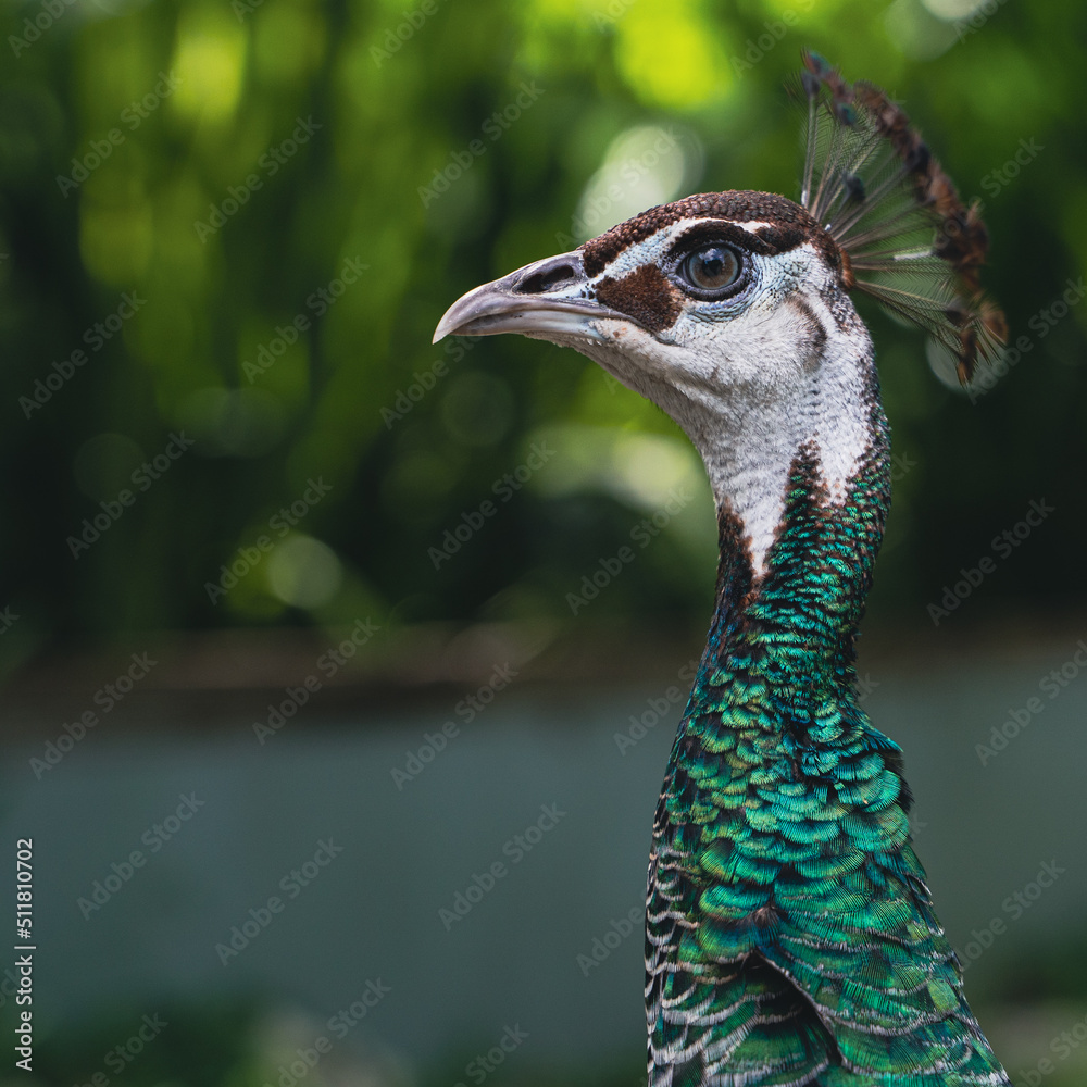 Green peacock at Flamingo Gardens in Florida