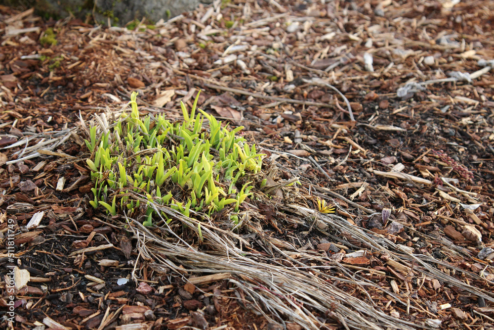 plant in the ground plant in the ground