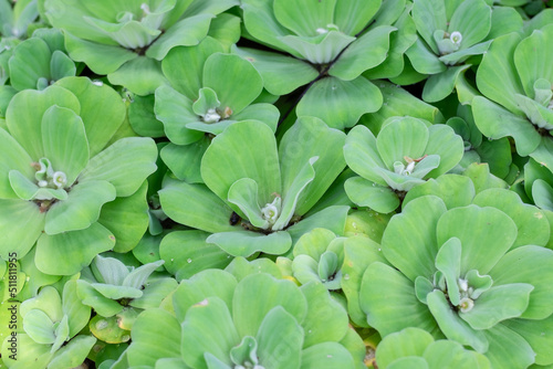 Pistia Stratiotes or Water Lettuce grows in still water and calm streams where usually little fish and small river or pond creatures live.  © Novan