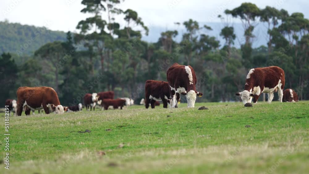 Hereford cows in a field on a regenerative agriculture farm. Hereford cows in a field on a regenerative agriculture farm.