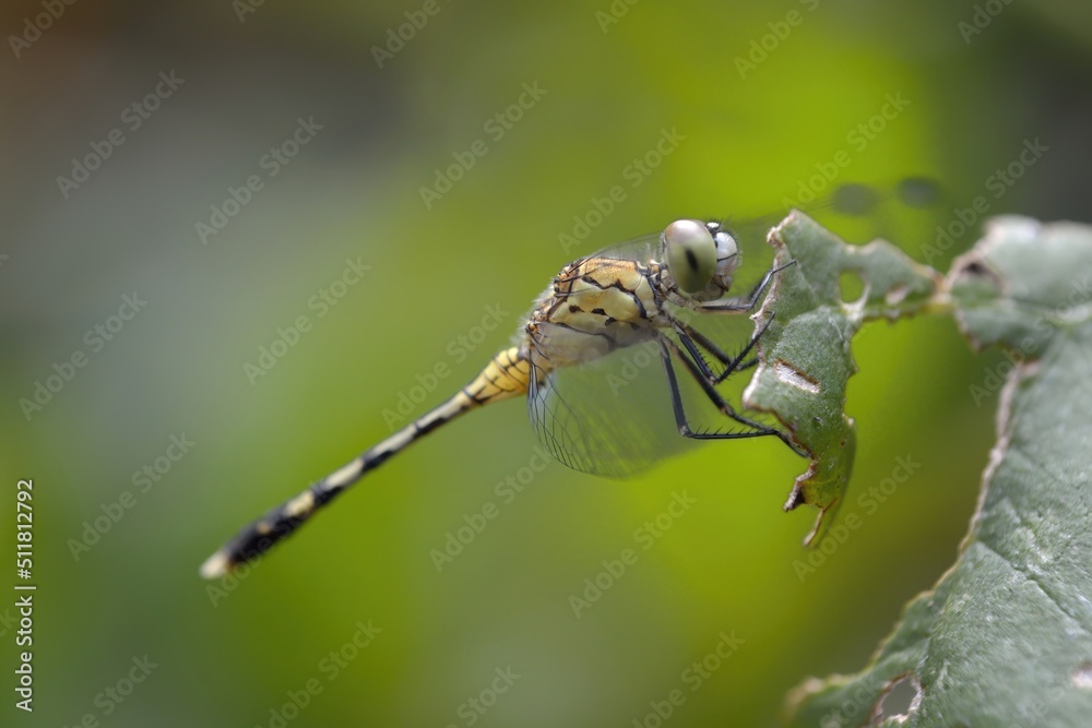 closeup of dragonfly on the leaf around the garden closeup of dragonfly on the leaf around the garden