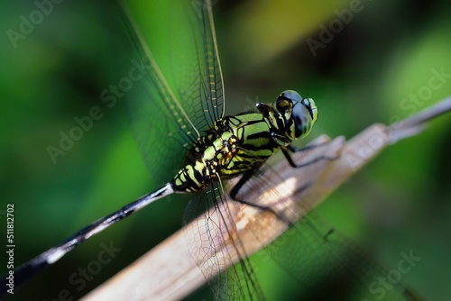 closeup of dragonfly on the leaf around the garden