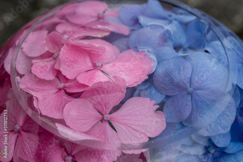 Hydrangeas in round glass vessels at Hannya-ji Temple in Nara Prefecture