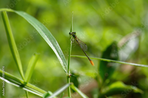 closeup of dragonfly on the leaf around the garden © Indra