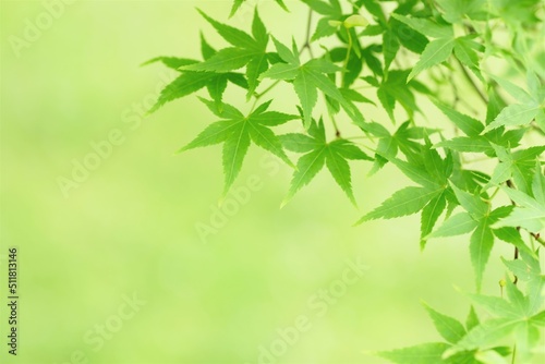green leaves of Japanese maple