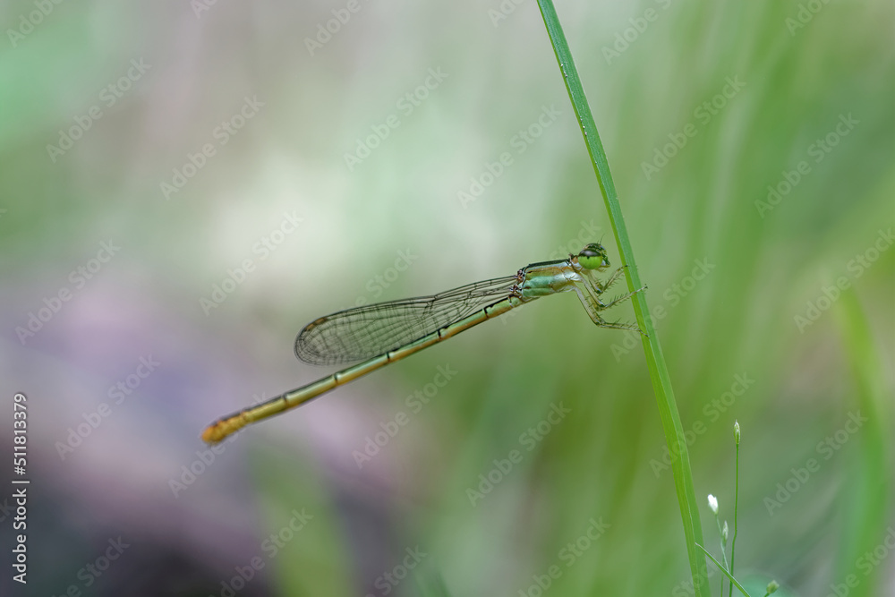 closeup of dragonfly on the leaf around the garden