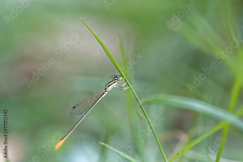 closeup of dragonfly on the leaf around the garden © Indra