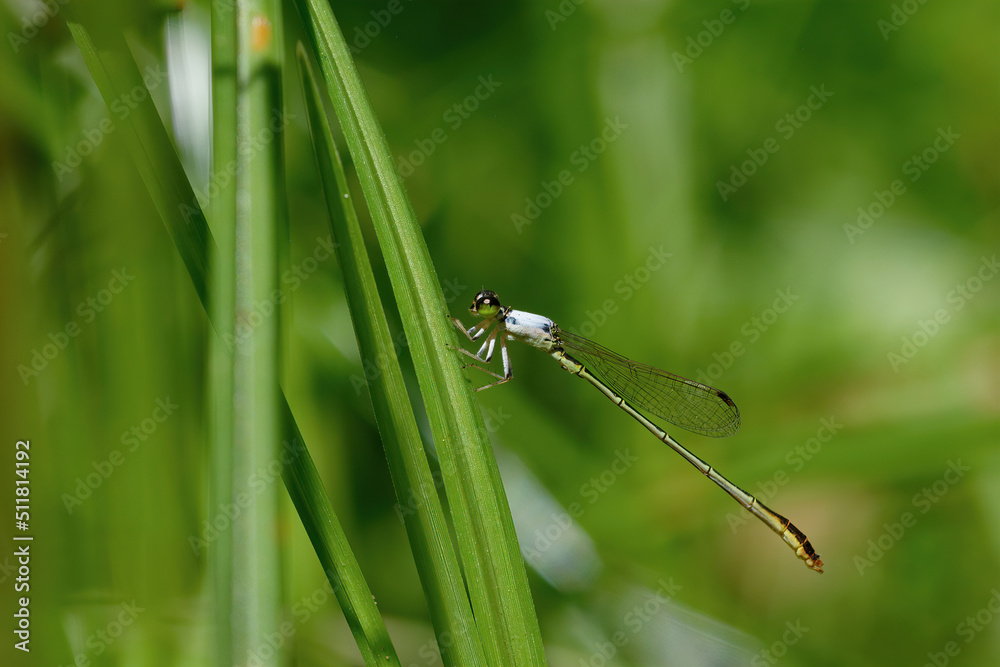 closeup of dragonfly on the leaf around the garden closeup of dragonfly on the leaf around the garden