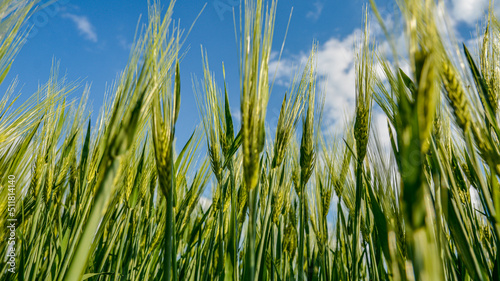 Spikes barley in a green composition .