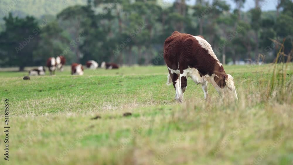 Hereford cows in a field on a regenerative agriculture farm. Hereford cows in a field on a regenerative agriculture farm.